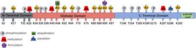 Molecular and Cellular Functions of the Linker Histone H1.2